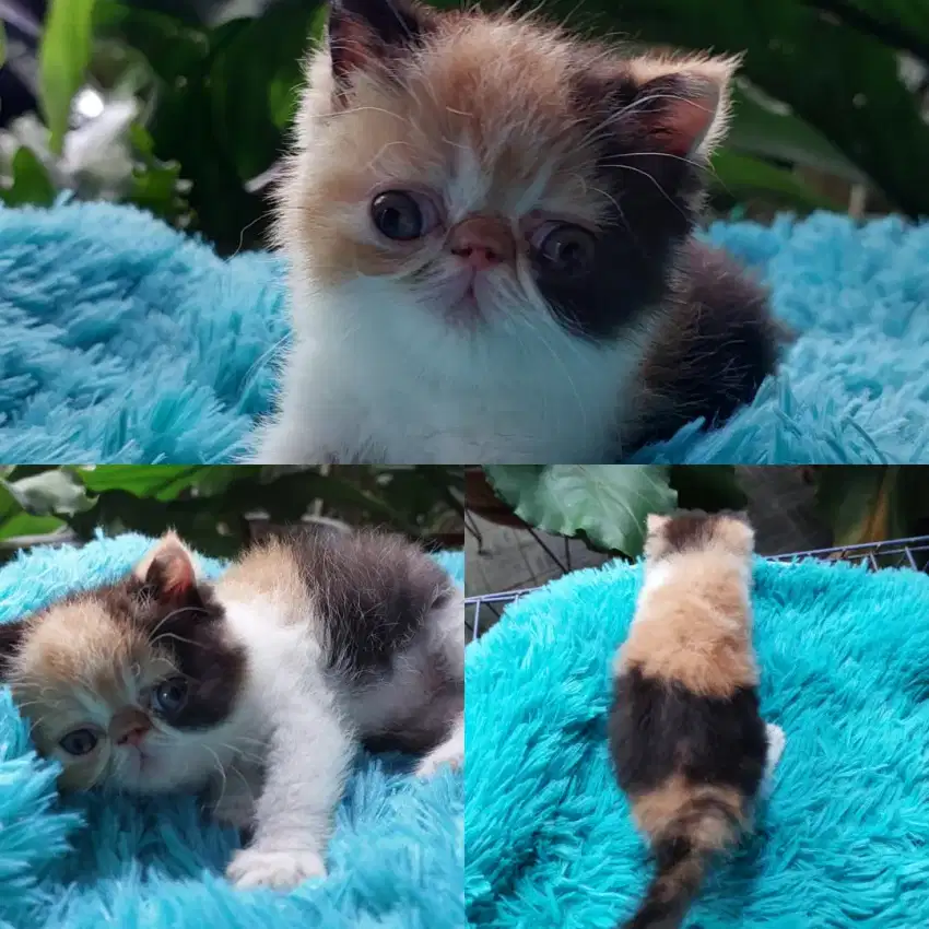 Open adopsi kitten betina 3 warna solid, shorhair