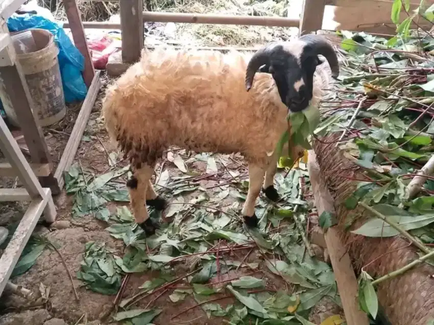 Domba aqiqah sudah masak depok