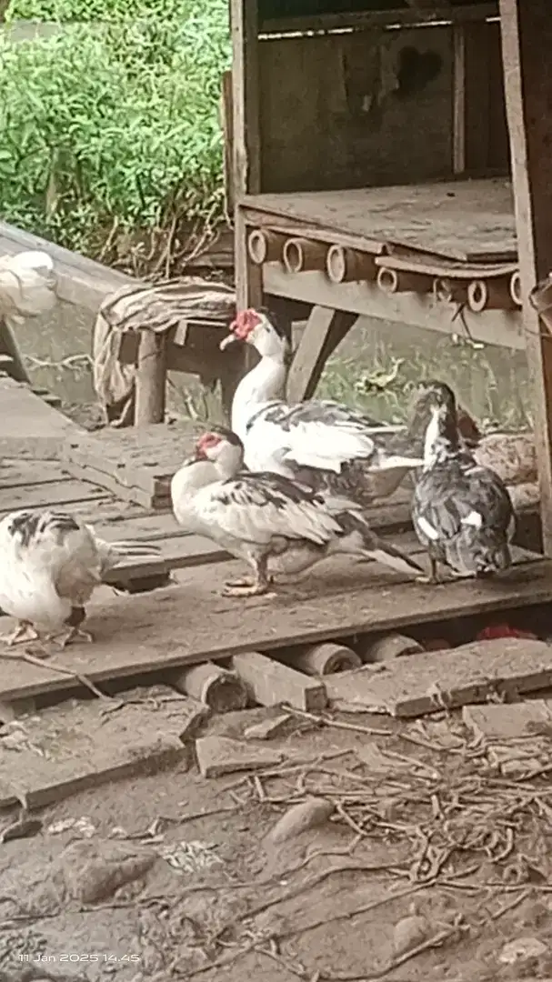 Bebek dan ayam kampung