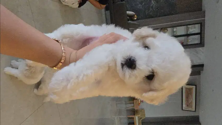 Jual anjing poodle mix bichon