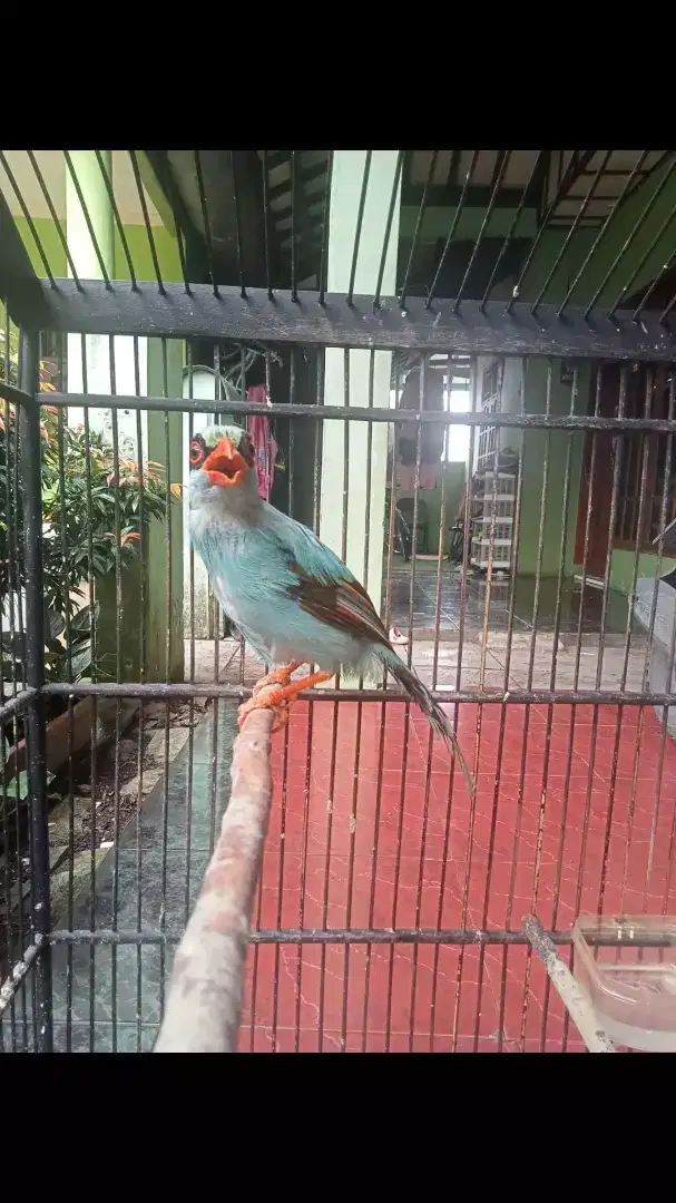 Burung Ekek Sudah Rajin Bunyi