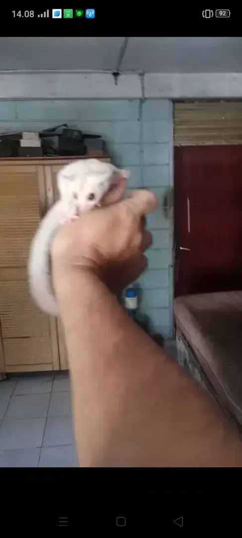 Sugar Glider Creamoz