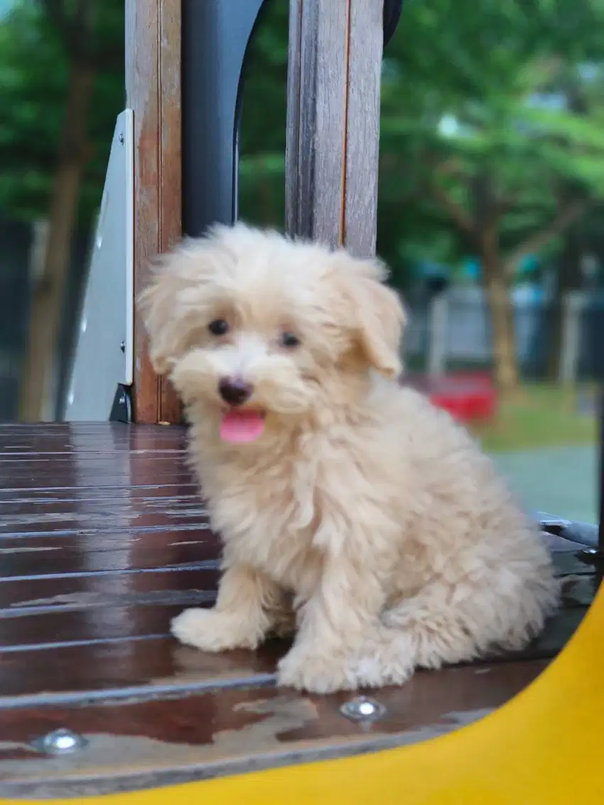 Dijual Maltipoo Gemoy