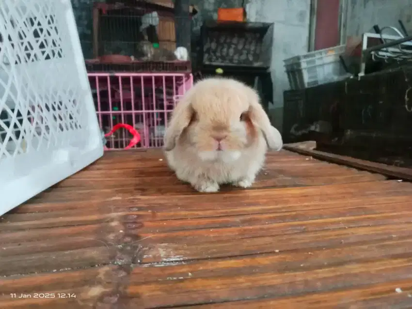 Kelinci hias Holland lop