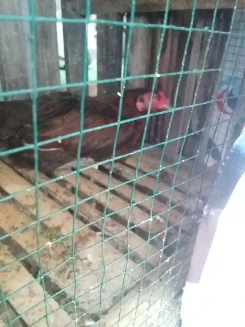 Ayam kampung ,betina ,jago ,dadara jajangkar