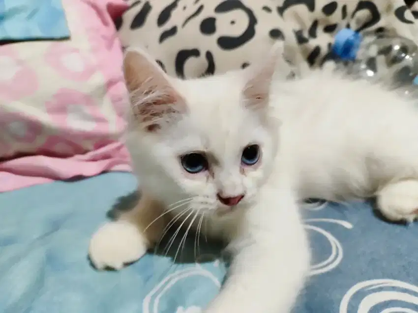 Kitten Persia Medium Jantan Usia 2,5 Bulan