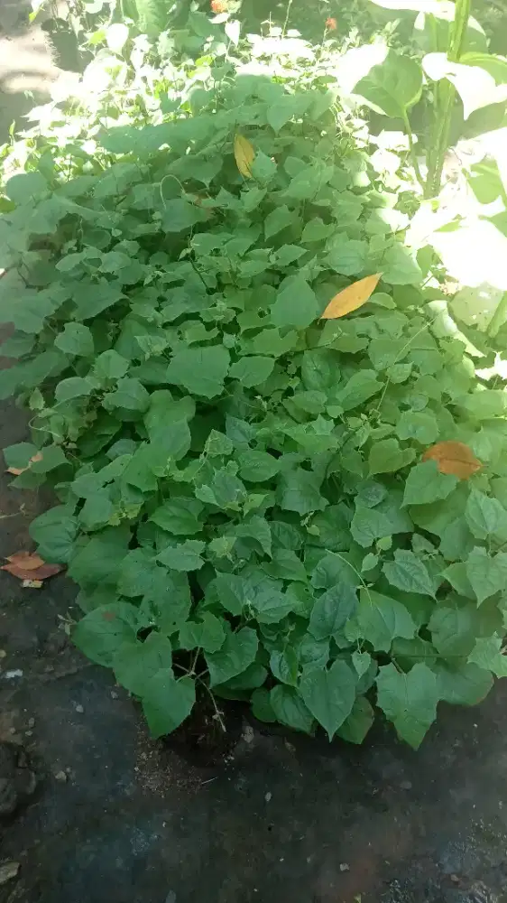 Jual bibit pohon bunga tumbergia pohon rambat