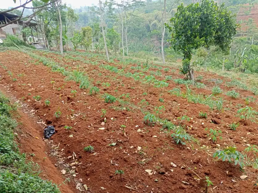 Tanah kebun dijual murah pinggir jalan