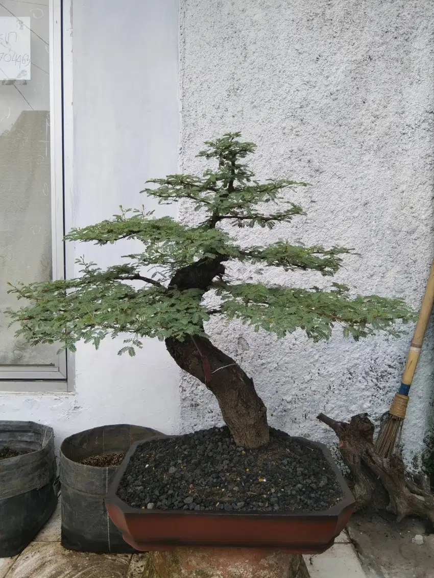 Tanaman Hias Bonsai Arabika Klampis Ireng