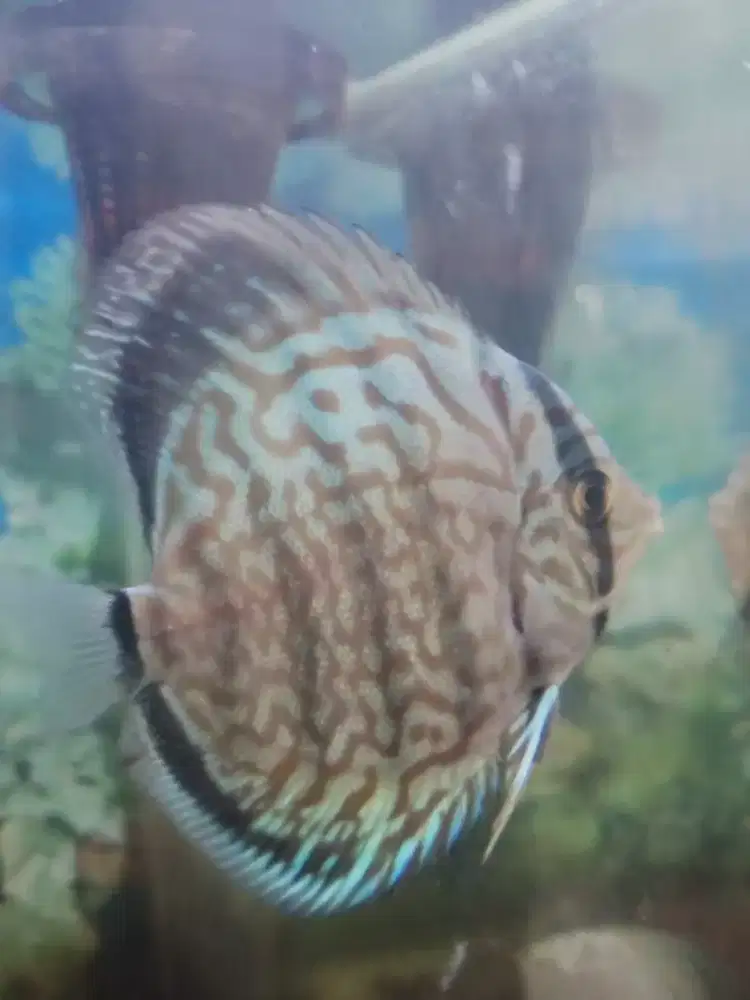 Ikan Discus Mozaik & Yellow Pigeon 3 inchi makan full pelet