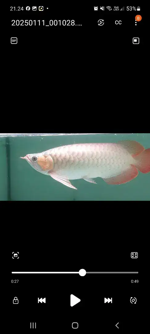 Super Red Arwana Arowana SR