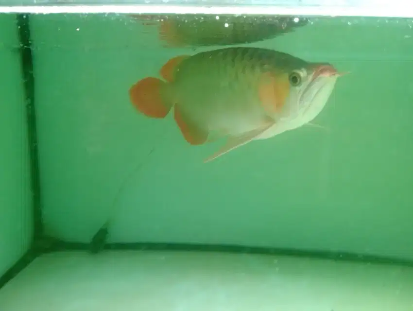 Super red arwana arowana SR