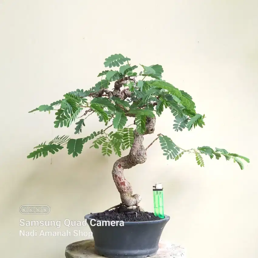 Bonsai Asem Jawa