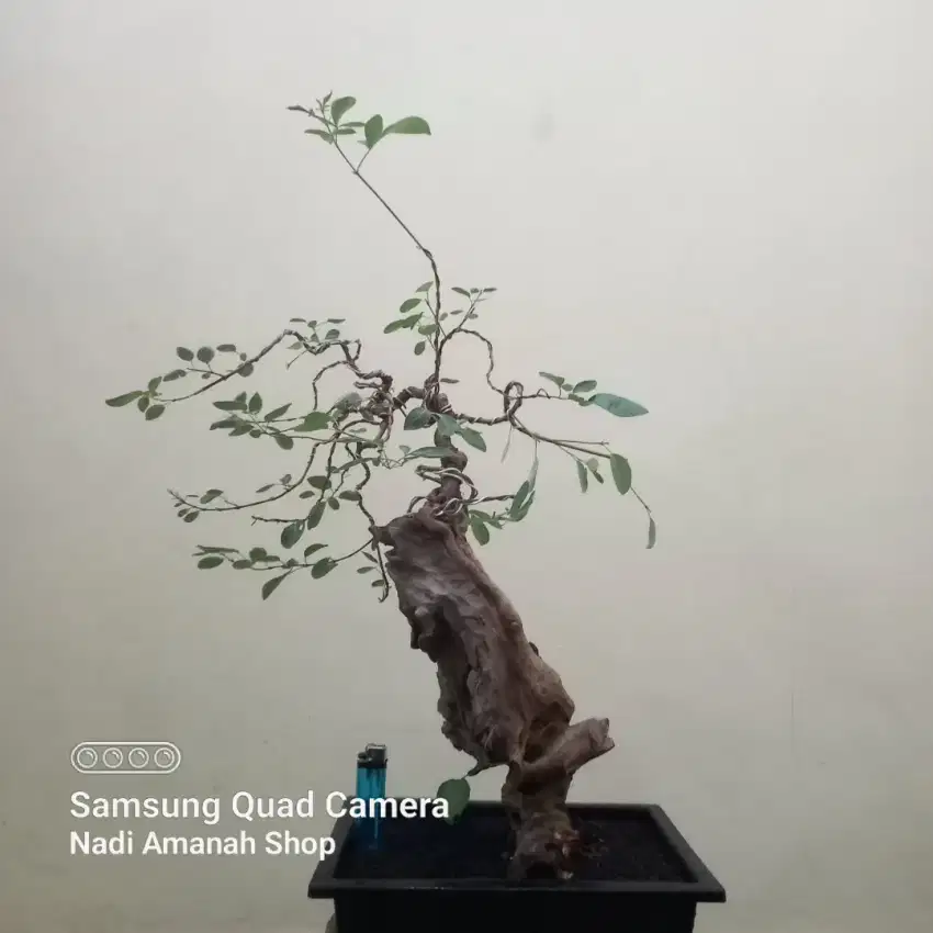 Bonsai Legundi Batang Berkarakter