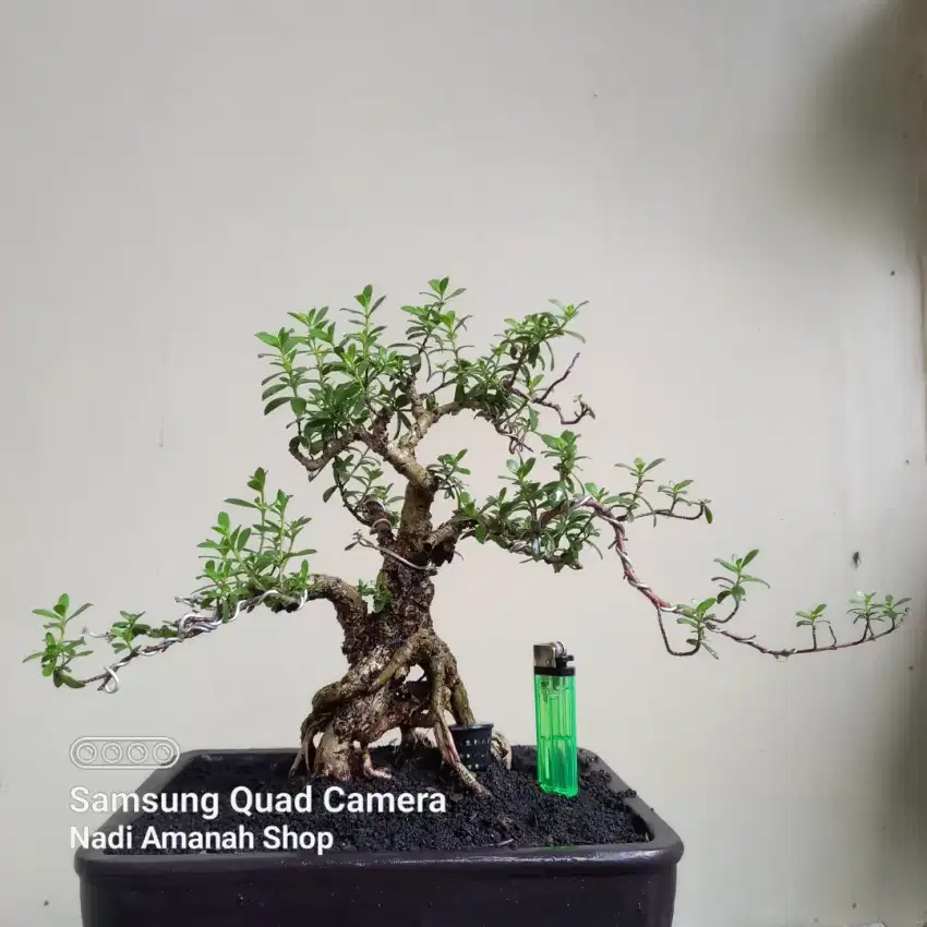 Bonsai Santigi Mawar