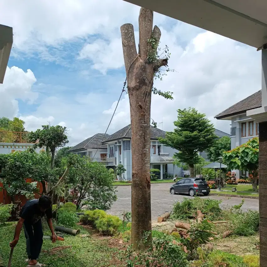 Tebang pohon jogja dan sekitar nya