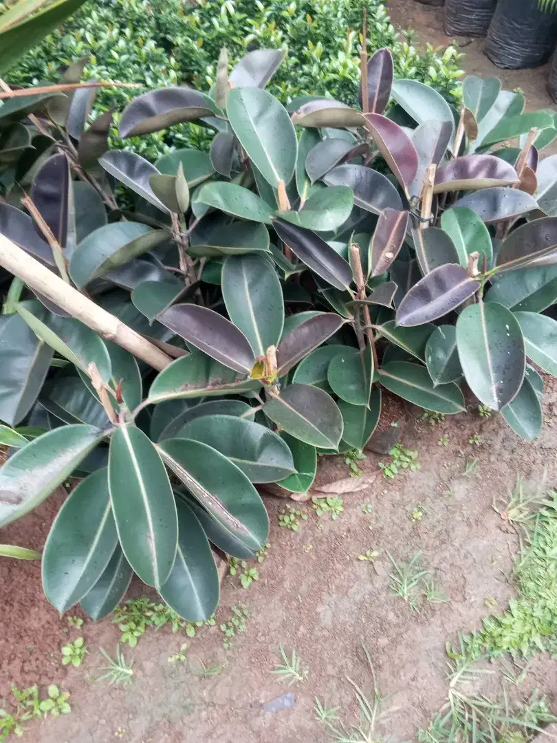 Tanaman hias pohon ficus elistica karet merah