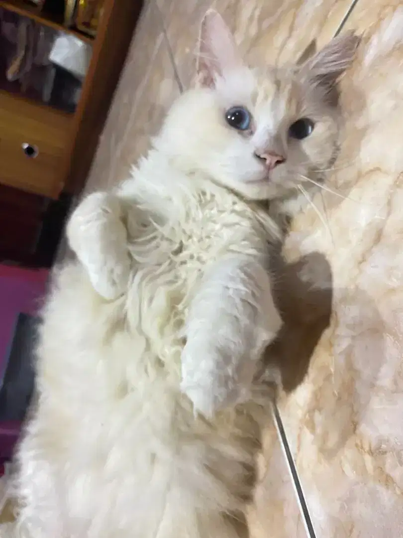 Open adopt kucing jantan sudah vaksin lengkap sudah steril