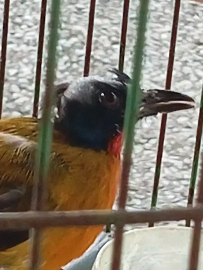 Dijual burung kutilang mas mata merah