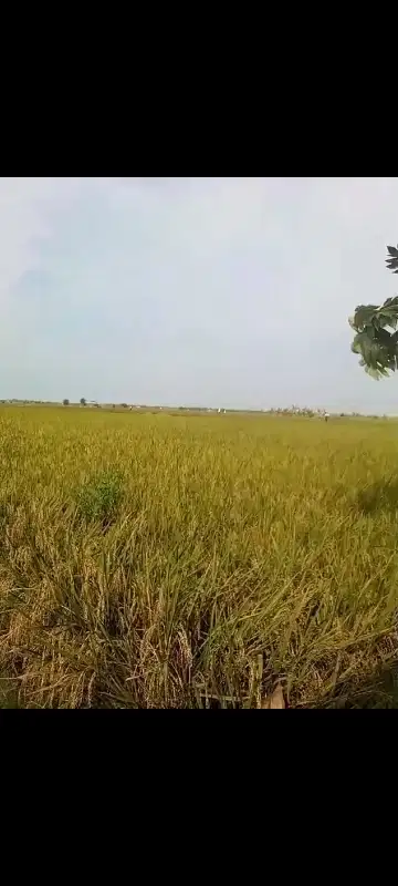 jual sawah 5 Hektar, subur pamanukan subang