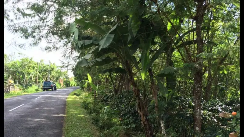 Tanah Murah untuk investasi view gunung batur