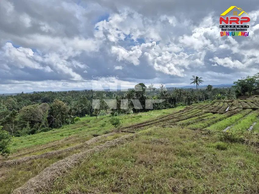 Dijual Tanah Sawah Dengan View Sangat Cantik Di Licin Banyuwangi