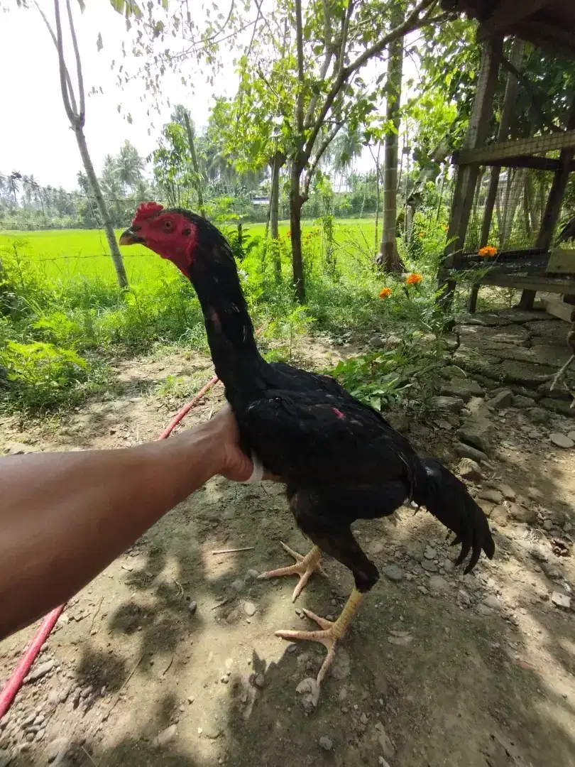 Anak ayam pamagon