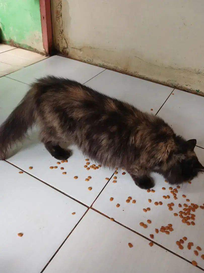 Kucing persia gembul