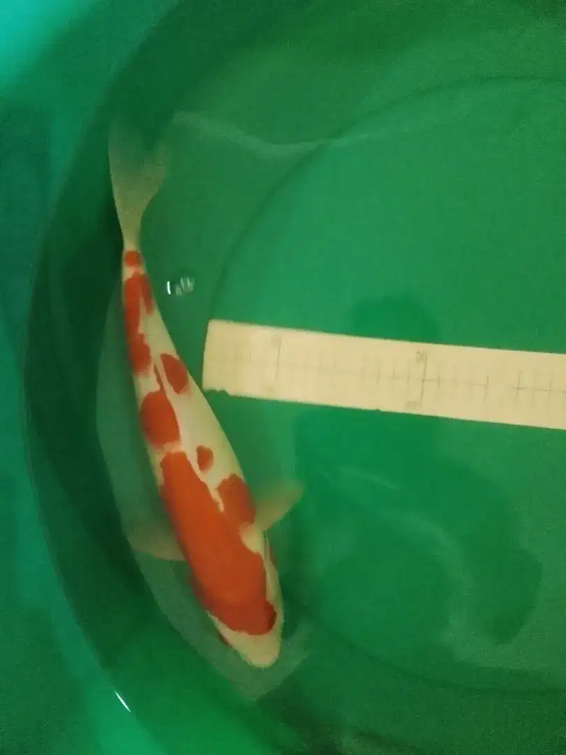 Ikan koi Kohaku pola original 39cm