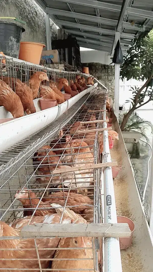 Jual pullet umur 15 Minggu dan kandang