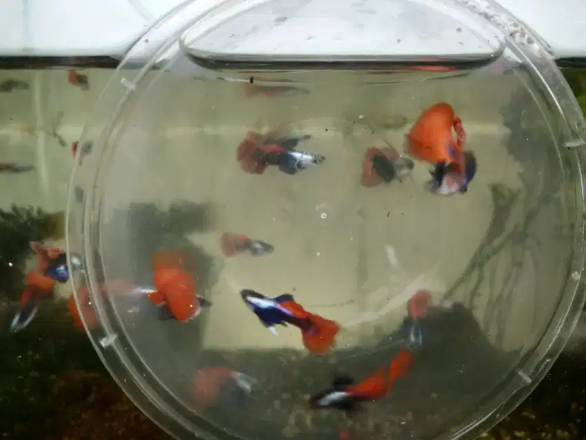 Ikan Guppy PRTDE pasangan