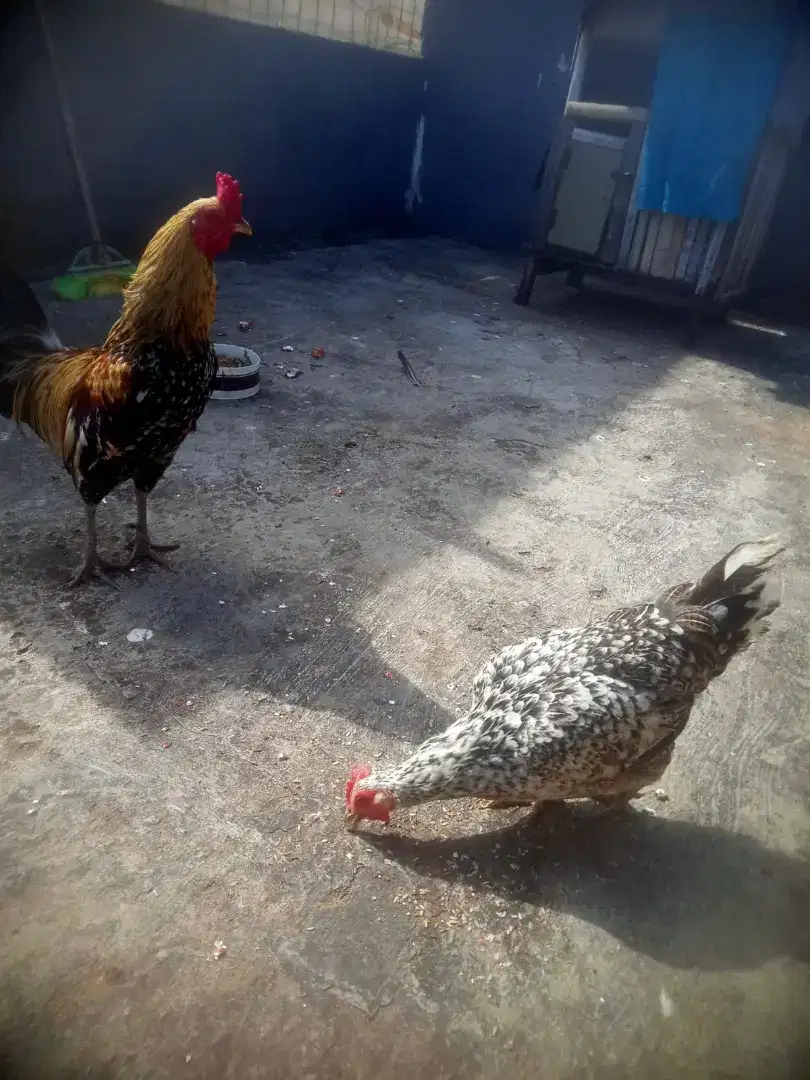 Jual ayam kampung sepasang