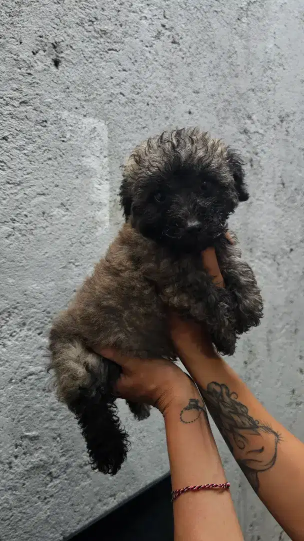 Anakan Toy Poodle Silver & Parti