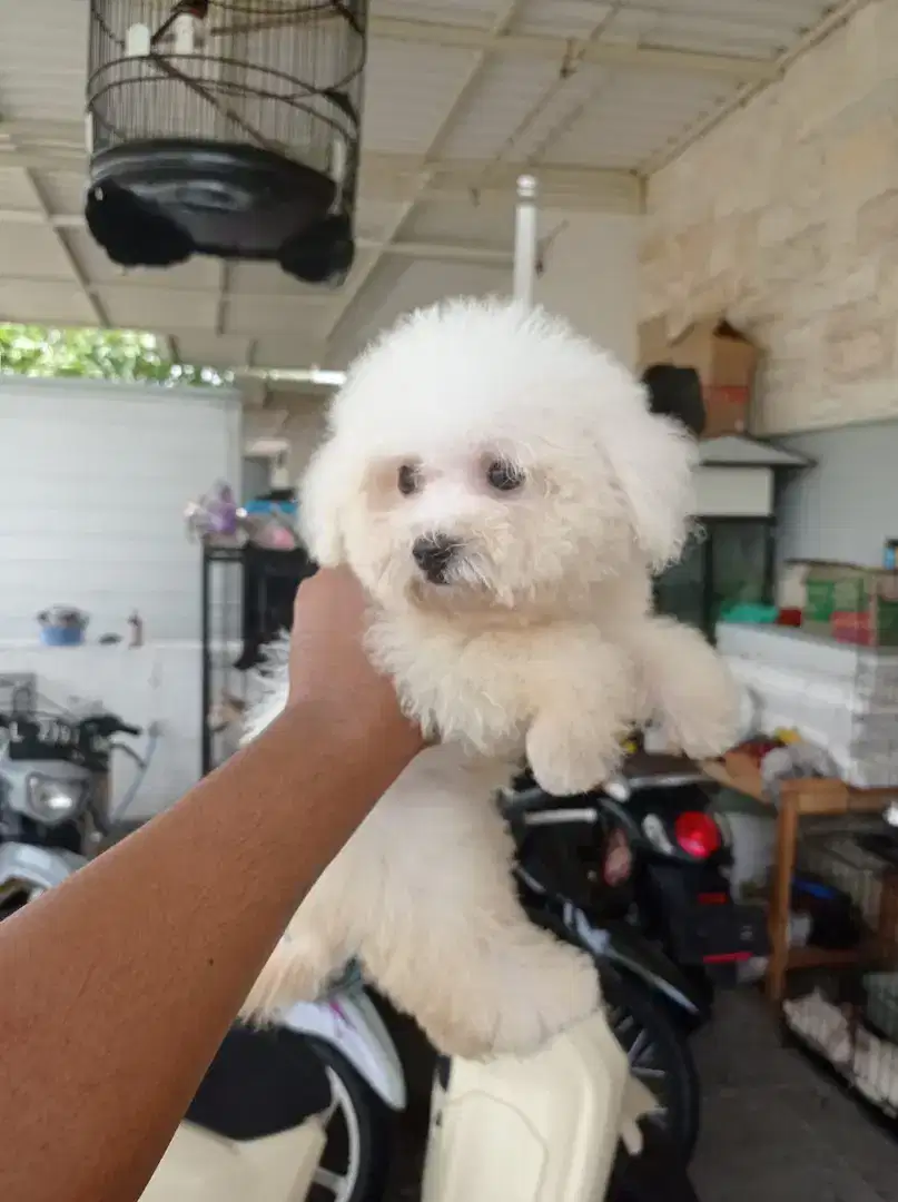 Anjing Bichon Frise Jantan