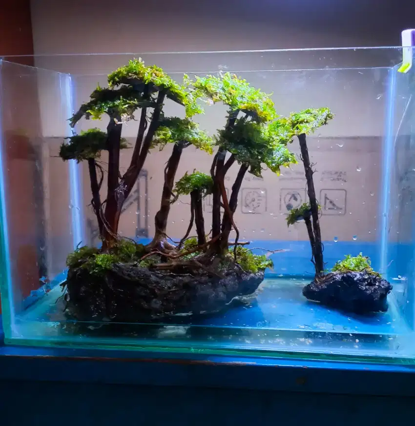 Aquarium full set aquascape natural bonsai