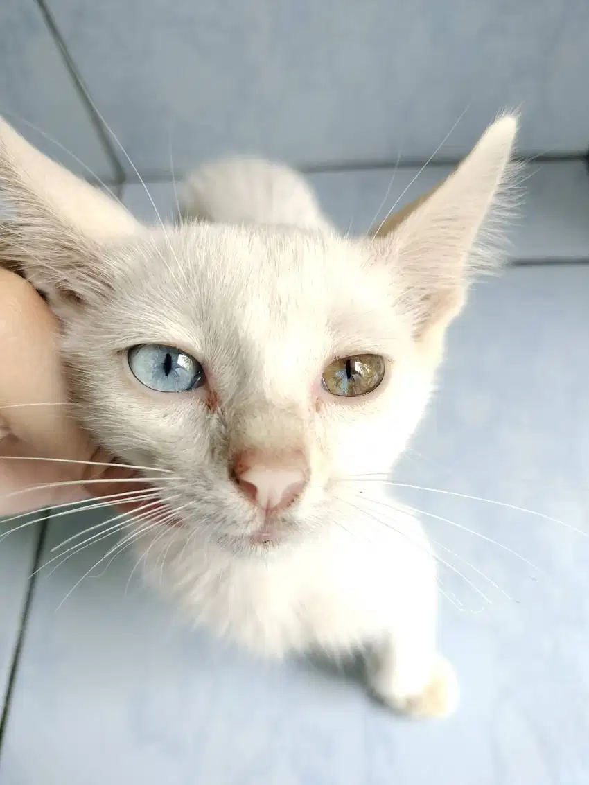 Op adopsi Kucing odd eye umur 1 bulan