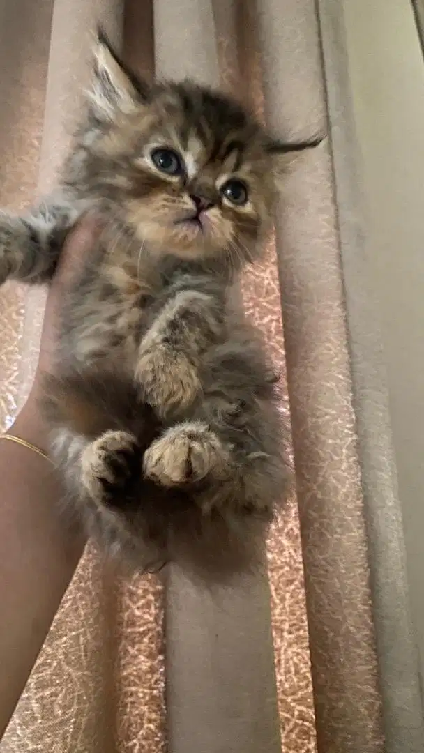 KITTEN PERSIAN FLATNOSE