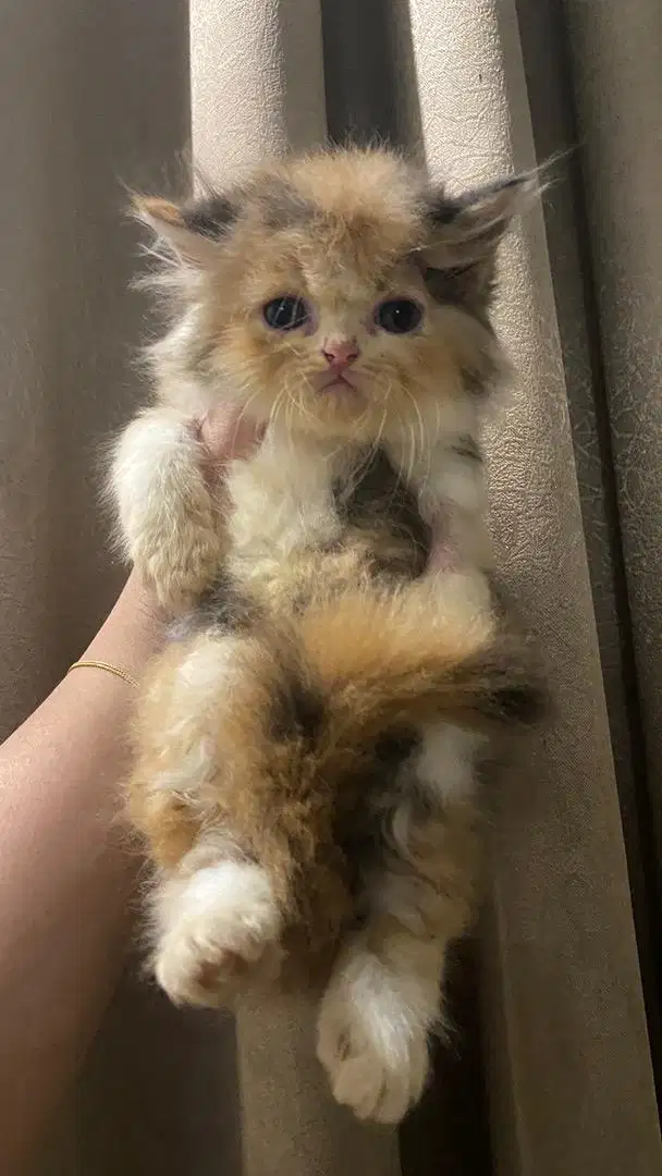 KITTEN PERSIAN FLATNOSE