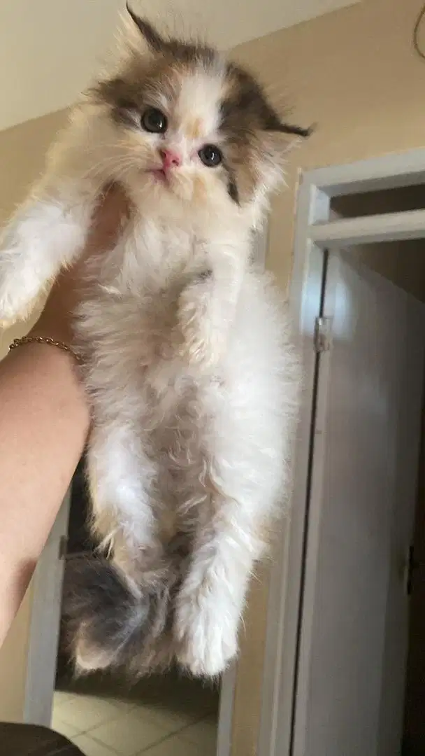 KITTEN PERSIAN FLATNOSE