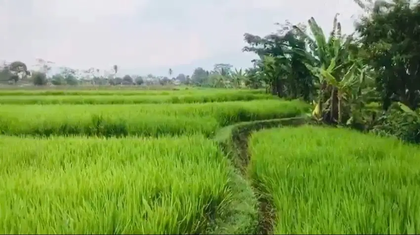 DIJUAL SAWAH POSISI STRATEGIS (PINGGIR JALAN RAYA)