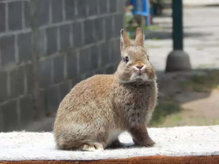 Grosir Kelinci Netherland Dwarf Dutch New Zealand Langsung Peternak