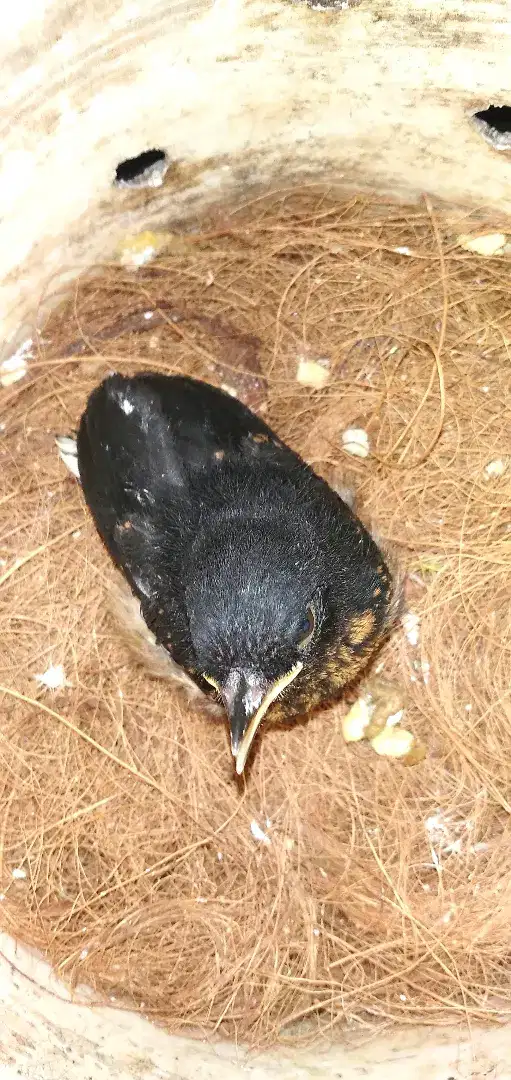 ANAK BURUNG MURAI BATU SATU EKOR.