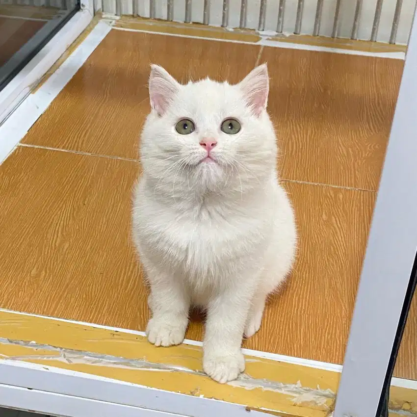 British shorthair female