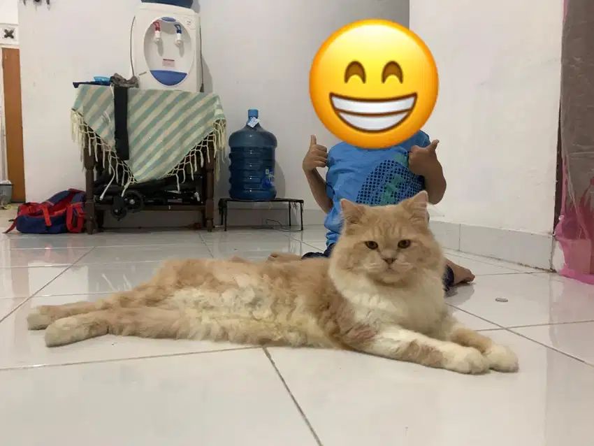 Lepas Adopt Persia Flatnose Bulu Kapas