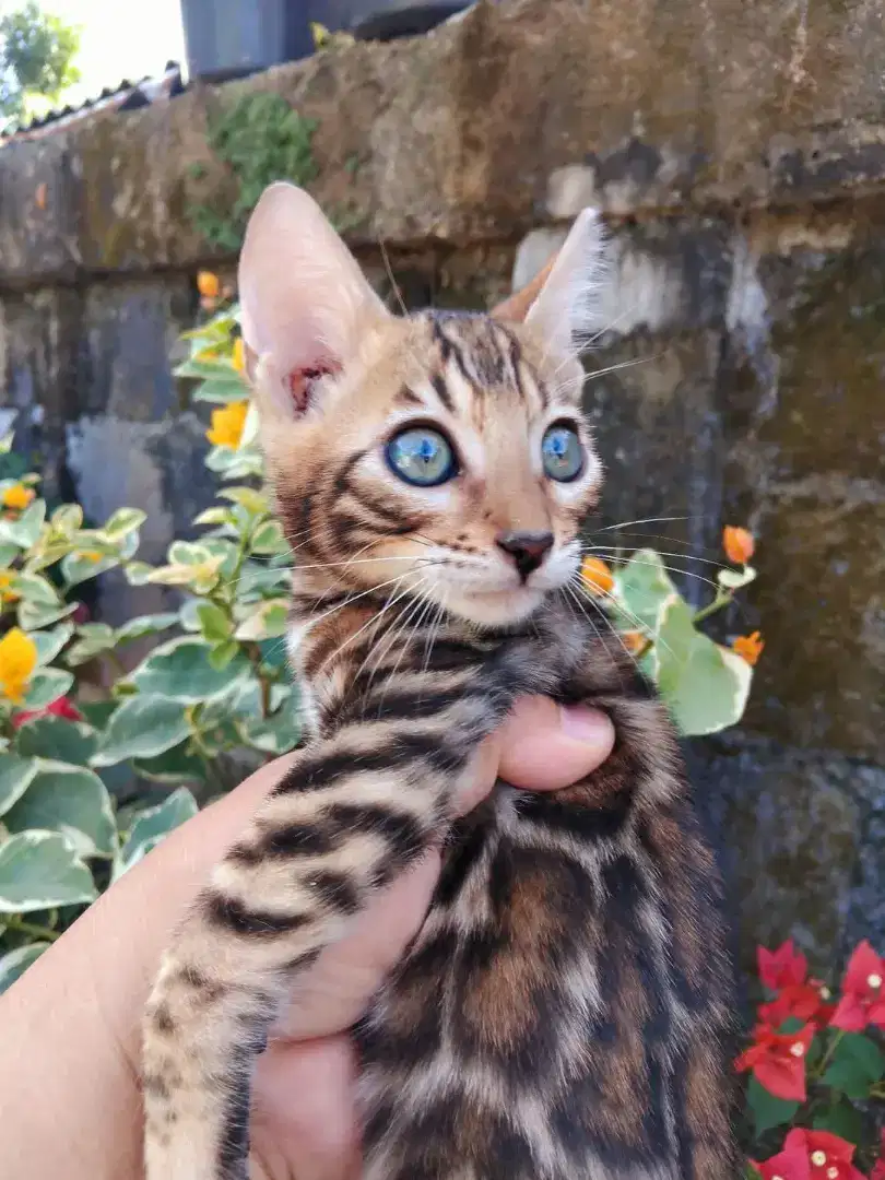 Kitten shorthair