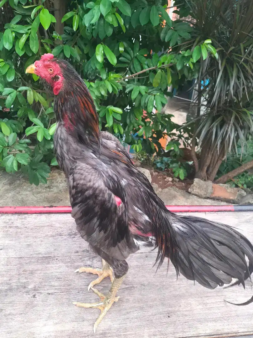 Jual Ayam Bangkok