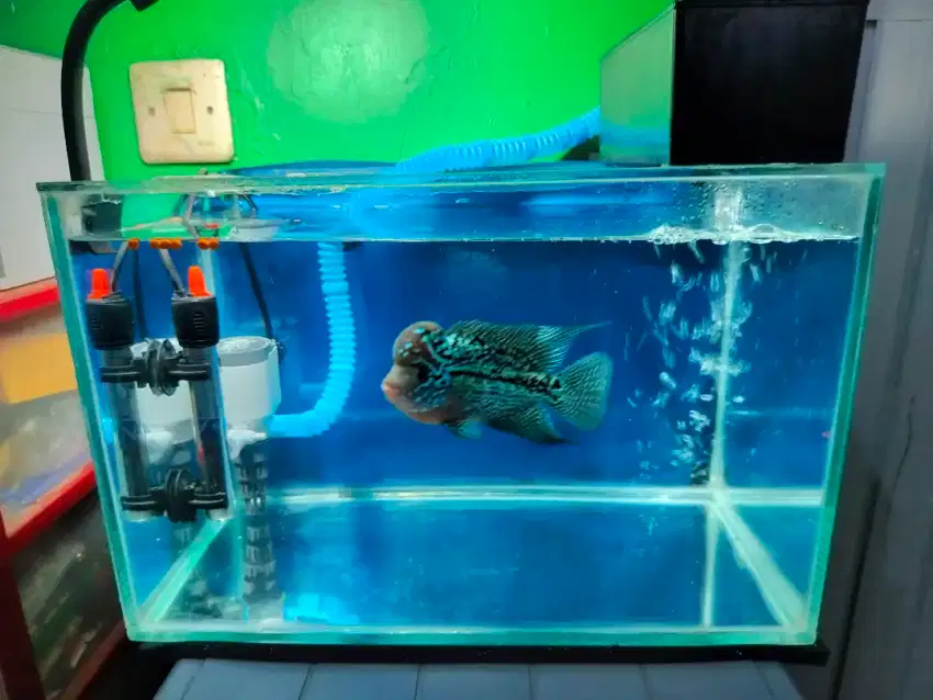 Dijual aquarium uk 40x25x30