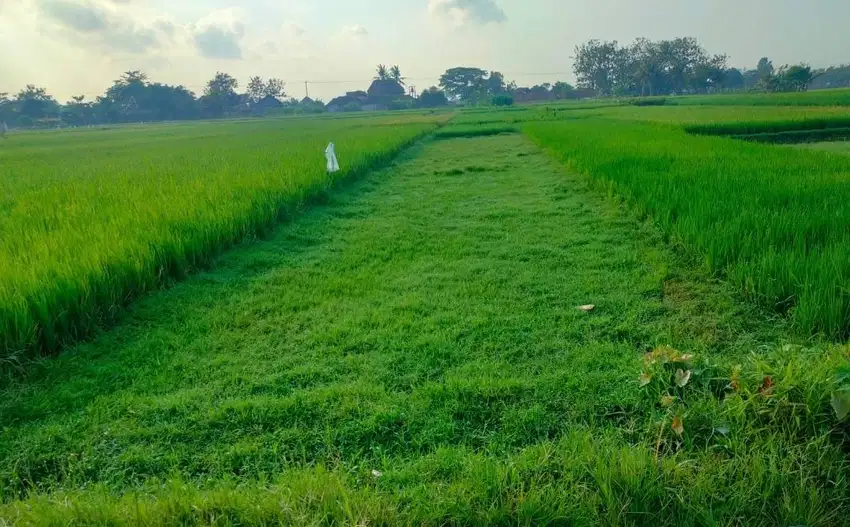 Di Jual Segera Sawah Murah dekat Rumah Makan Iwak Kalen Godean