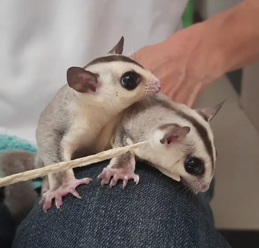 Sugar glider whiteface