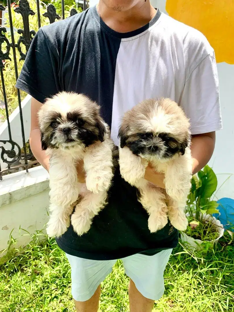 Anak anjing Shihtzu